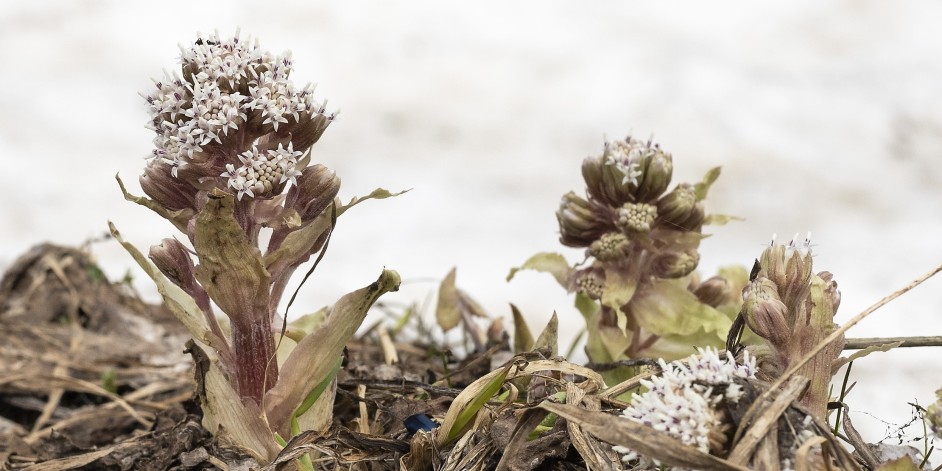 Petasites paradoxus