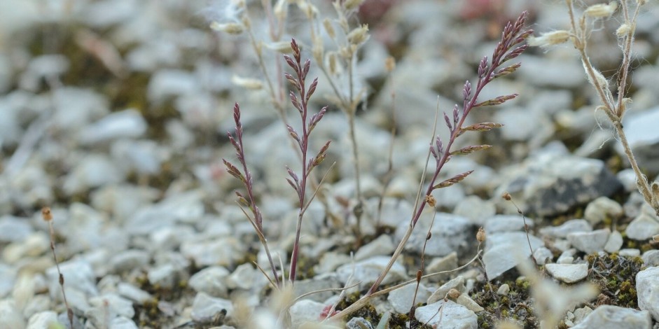 Catapodium rigidum