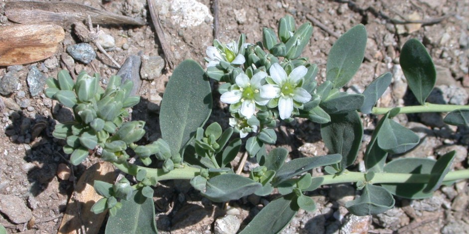 Telephium imperati