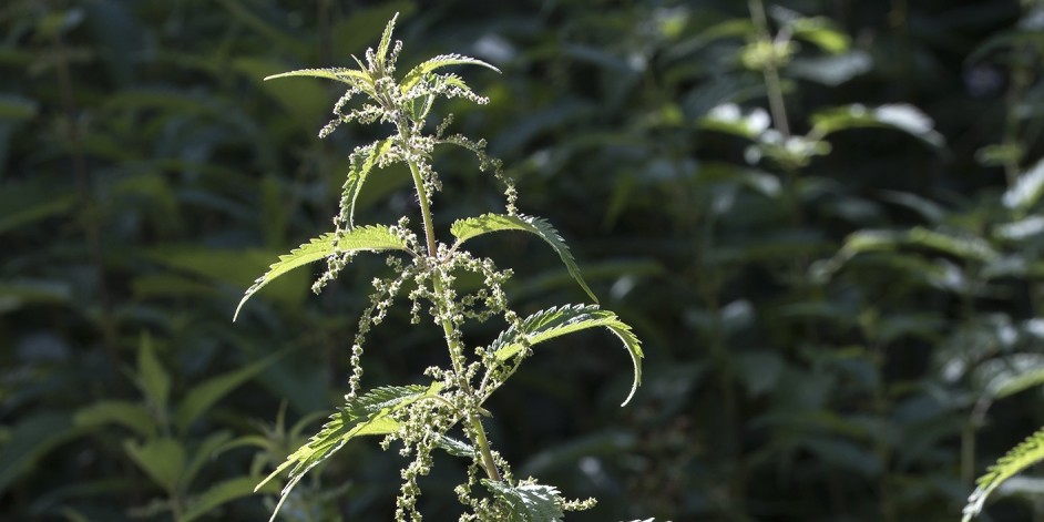 Urtica dioica