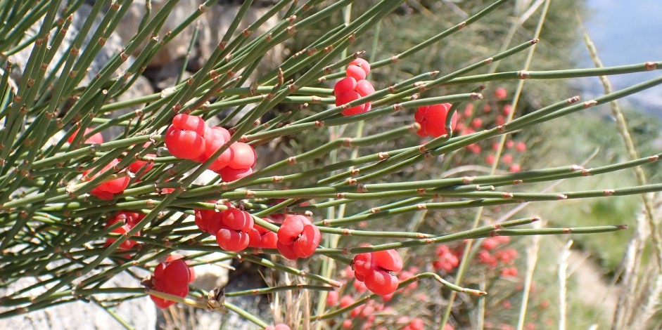 Ephedra helvetica