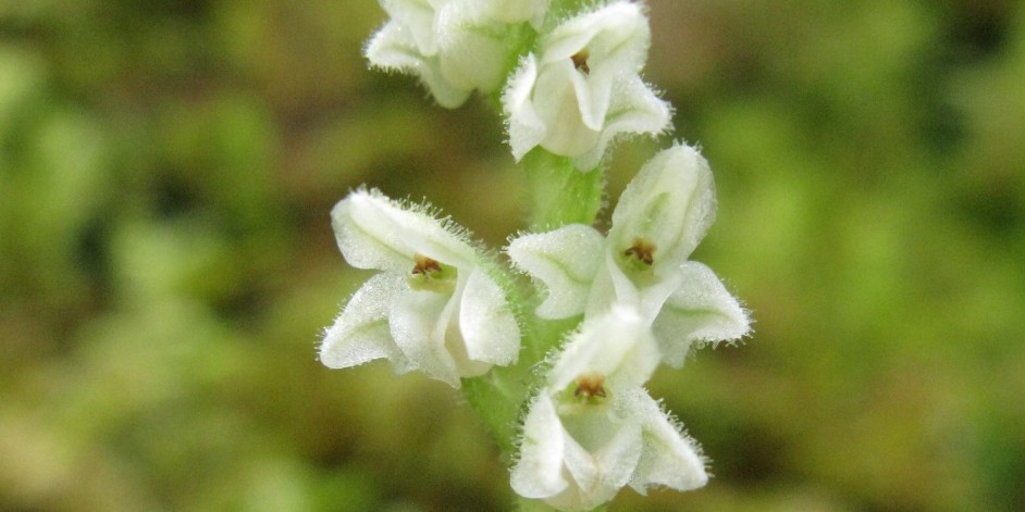 Goodyera repens