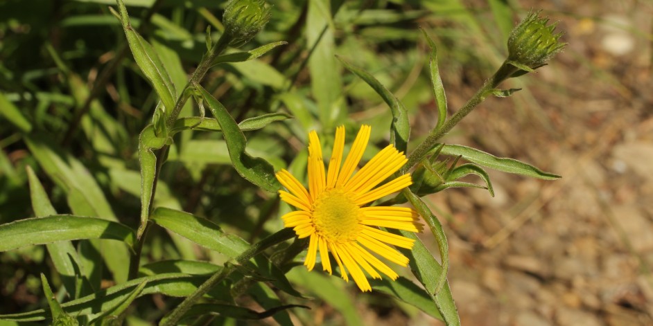 Buphthalmum salicifolium