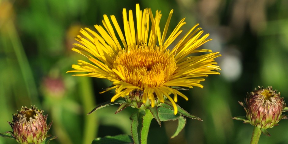 Inula salicina