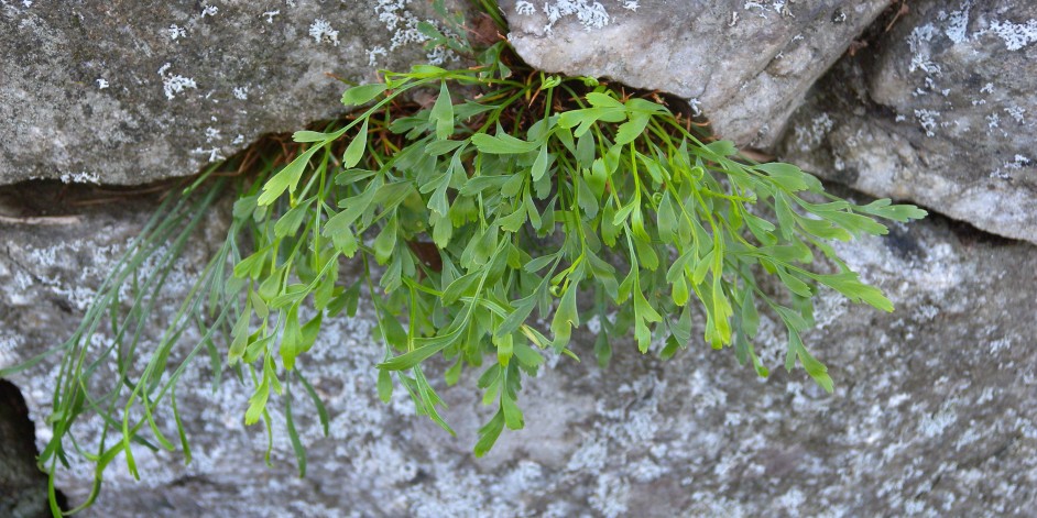 Asplenium ×alternifolium