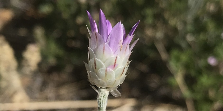 Xeranthemum inapertum