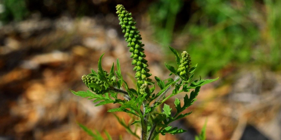 Ambrosia artemisiifolia