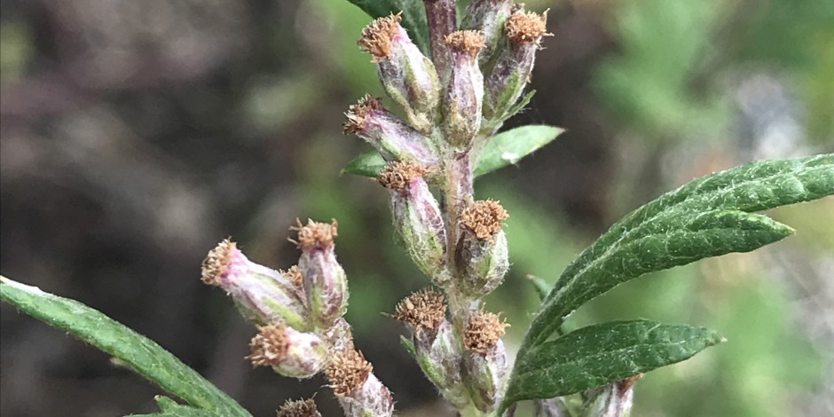 Artemisia vulgaris