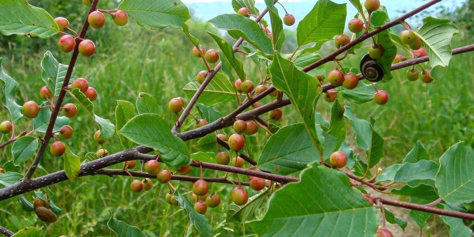 Frangula alnus