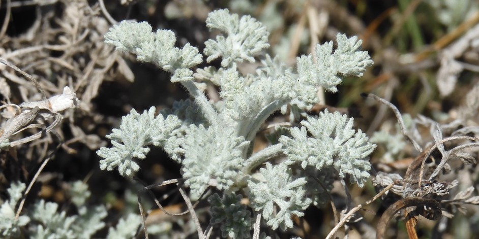 Artemisia vallesiaca