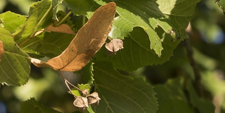 Tilia platyphyllos