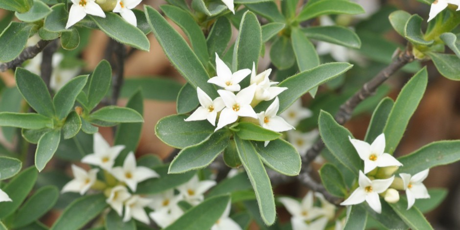 Daphne alpina