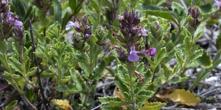 Teucrium chamaedrys