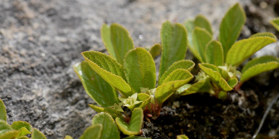 Rhamnus pumila