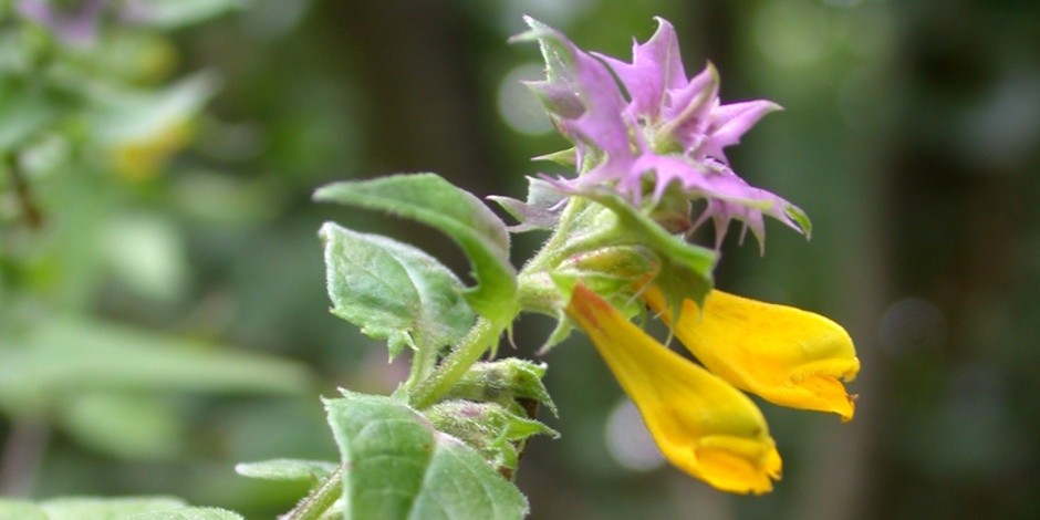 Melampyrum nemorosum