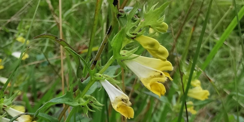 Melampyrum pratense