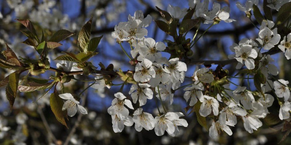 Prunus avium