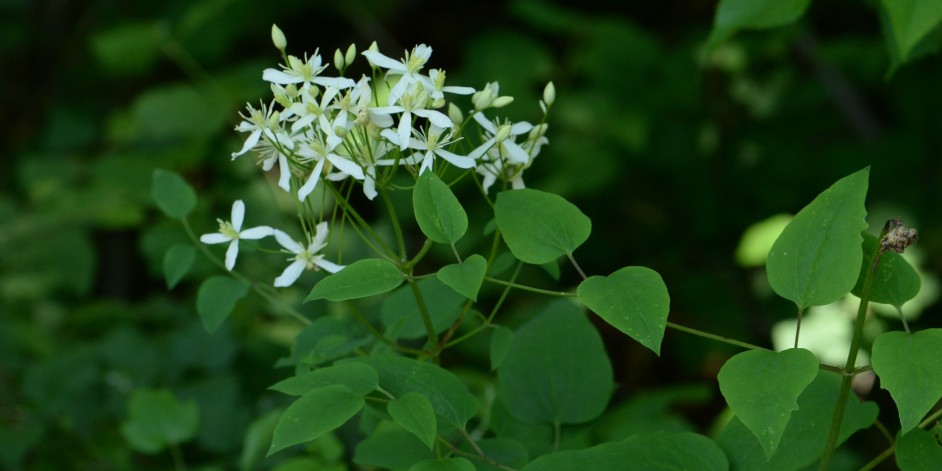 Clematis recta