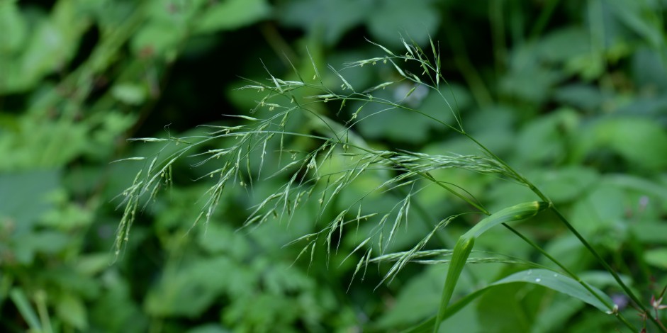 Festuca gigantea