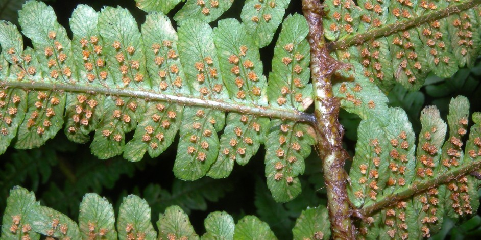 Dryopteris affinis aggr.