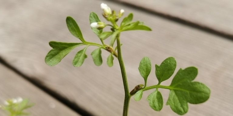 Cardamine occulta