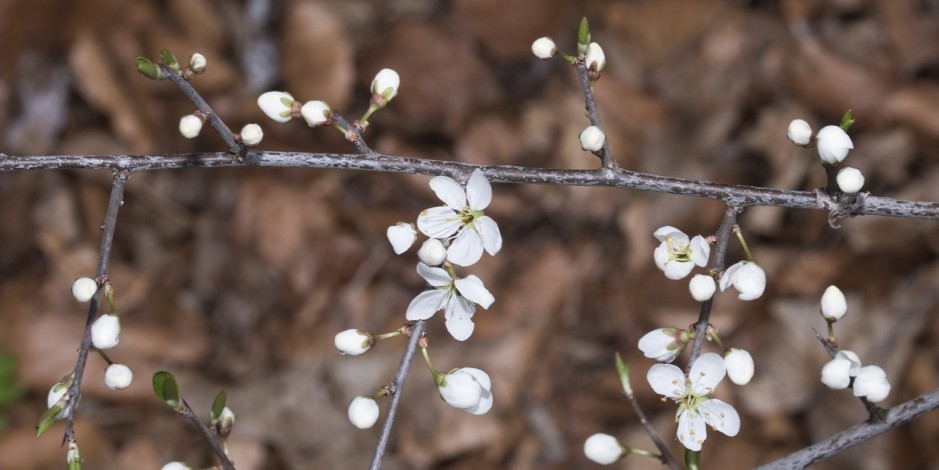 Prunus spinosa