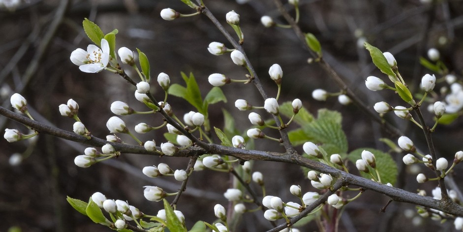 Prunus spinosa