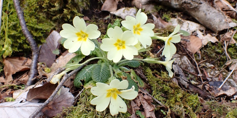 Primula acaulis