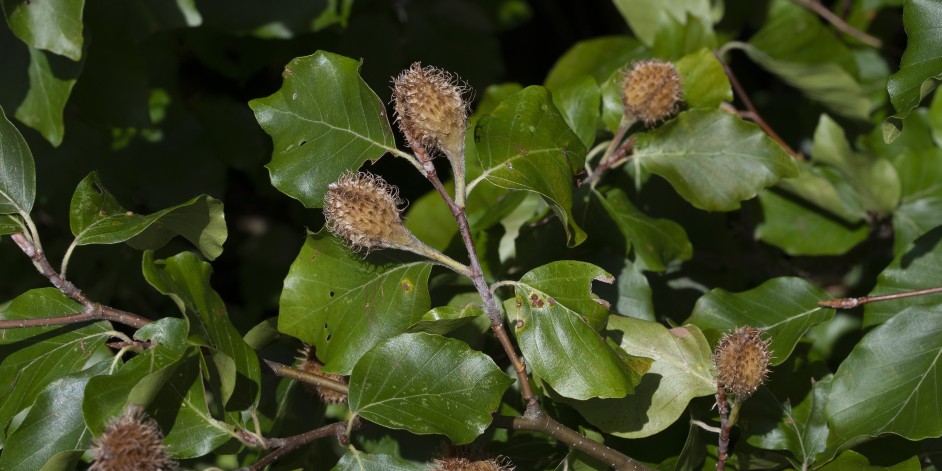 Fagus sylvatica