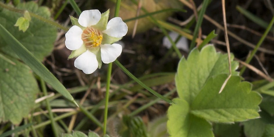 Potentilla sterilis