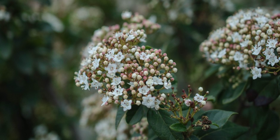 Viburnum tinus