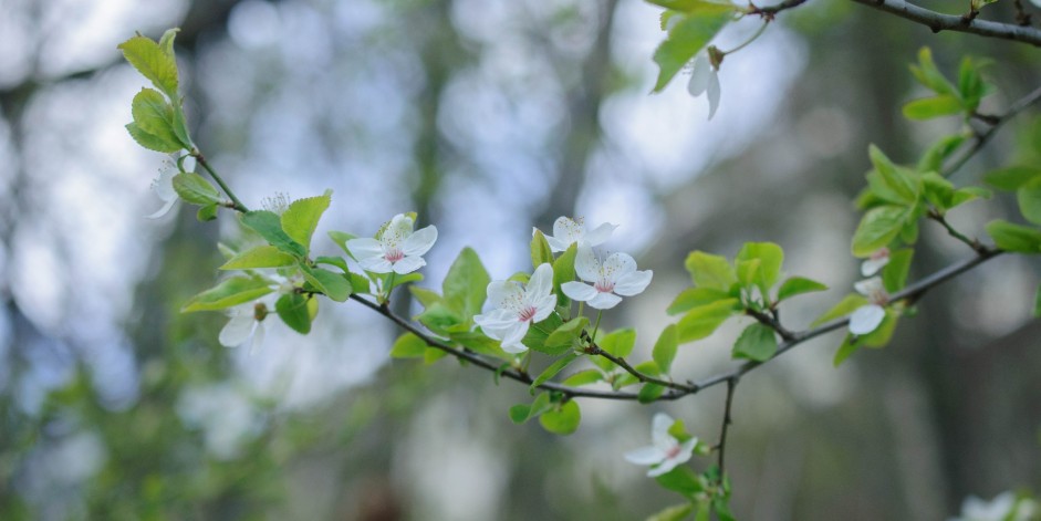 Prunus cerasifera