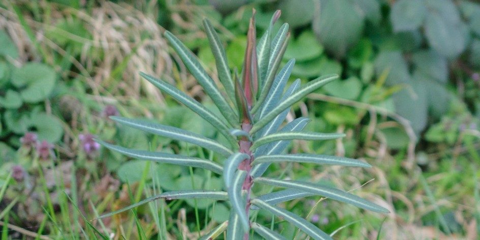 Euphorbia lathyris