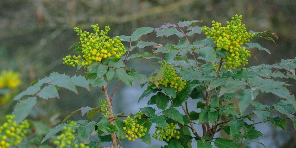 Mahonia aquifolium