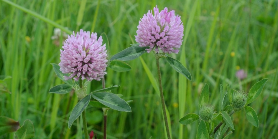 Trifolium pratense