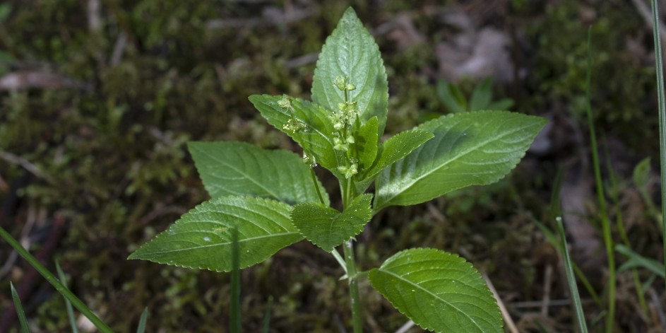 Mercurialis perennis