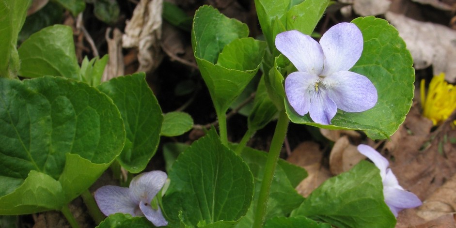 Viola mirabilis