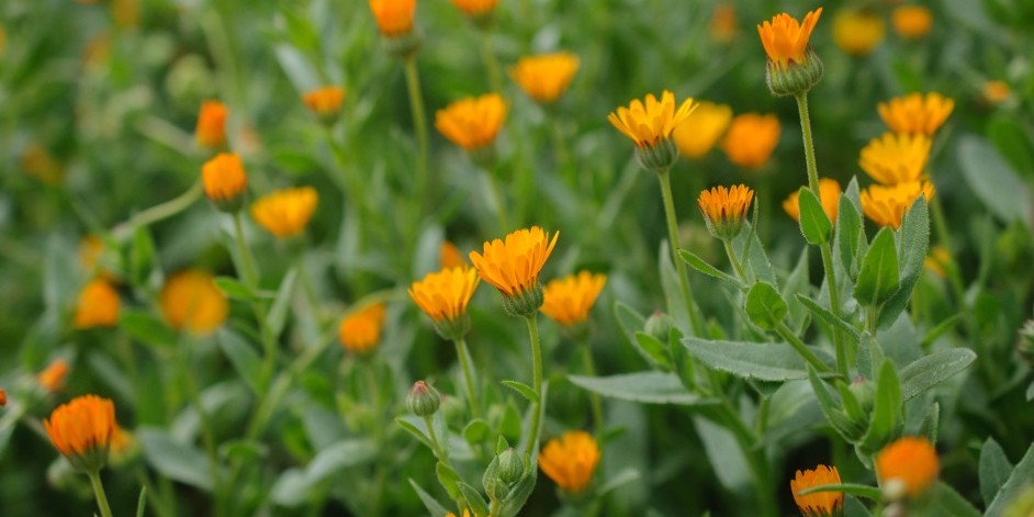 Calendula arvensis