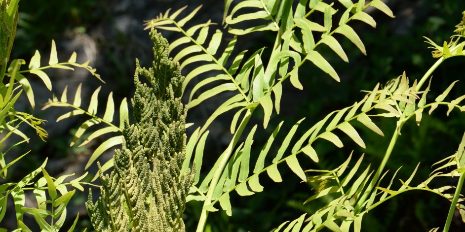 Osmunda regalis