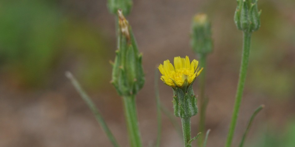 Scorzonera laciniata