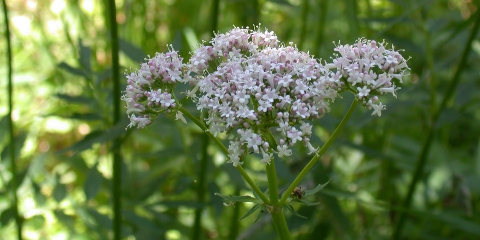 Valeriana officinalis aggr.