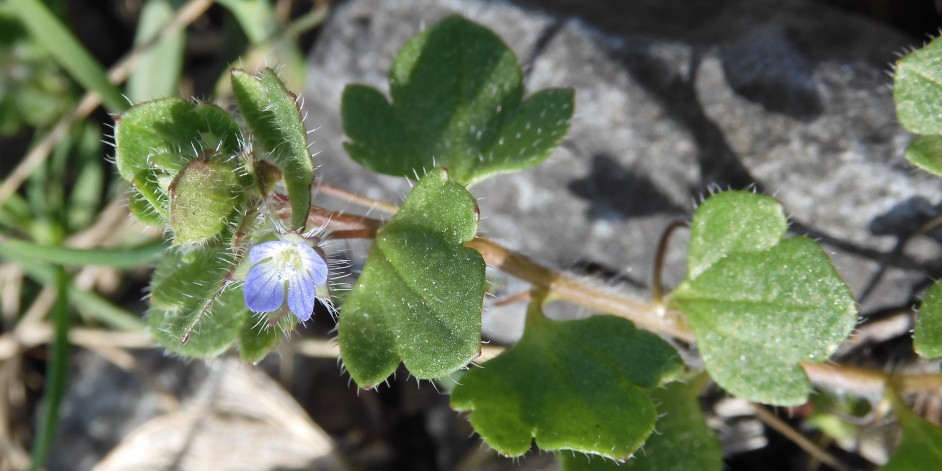 Veronica hederifolia