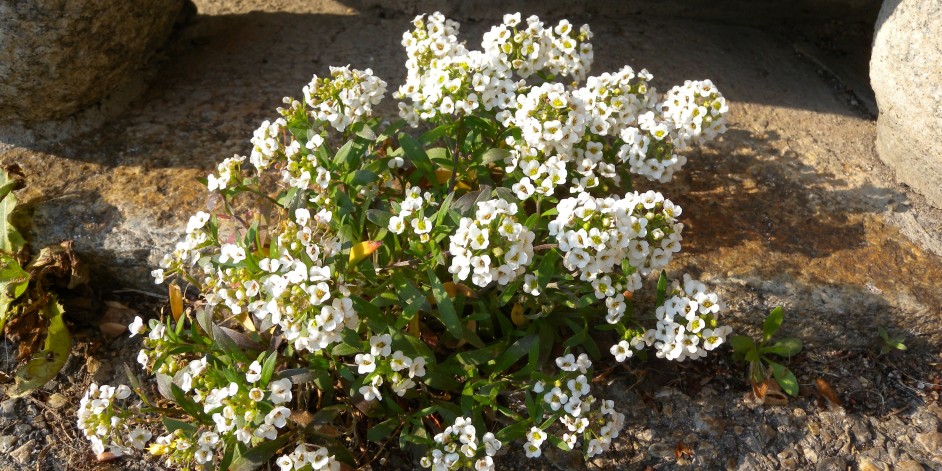 Lobularia maritima