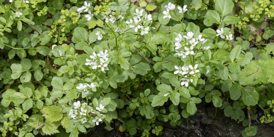 Cardamine amara
