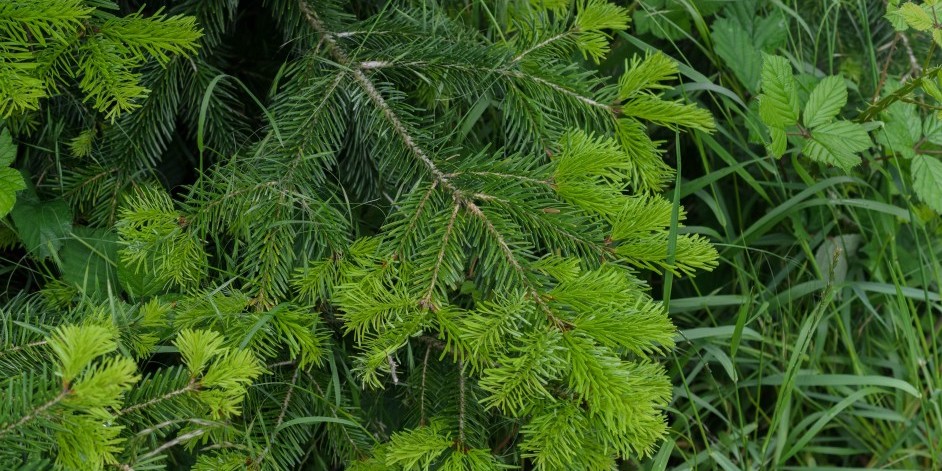 Abies nordmanniana