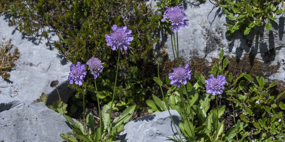 Scabiosa lucida