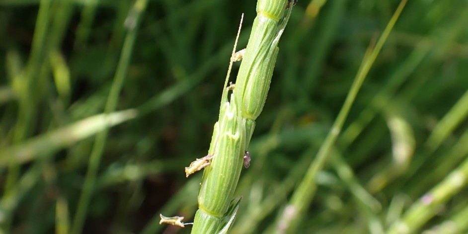 Aegilops cylindrica