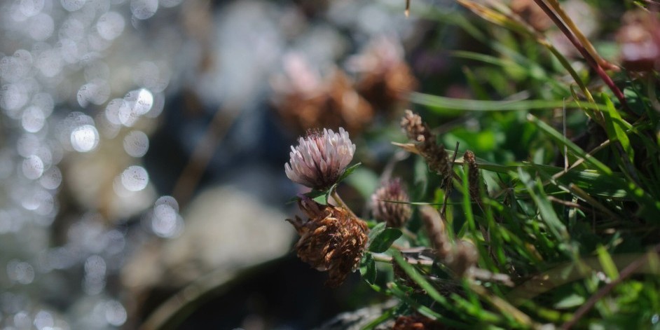 Trifolium pratense subsp. nivale