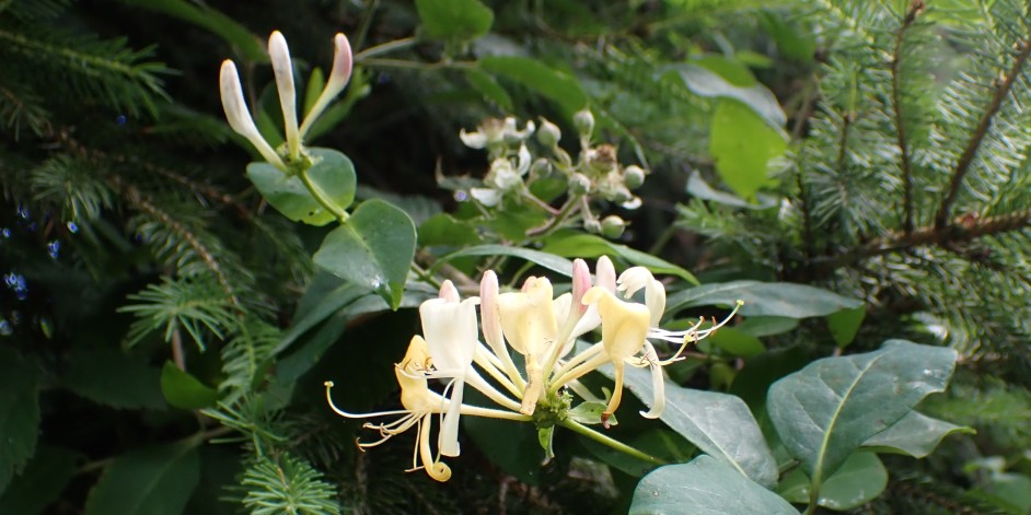 Lonicera periclymenum