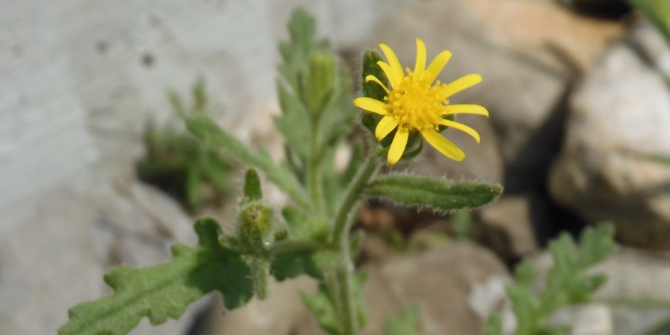 Senecio viscosus
